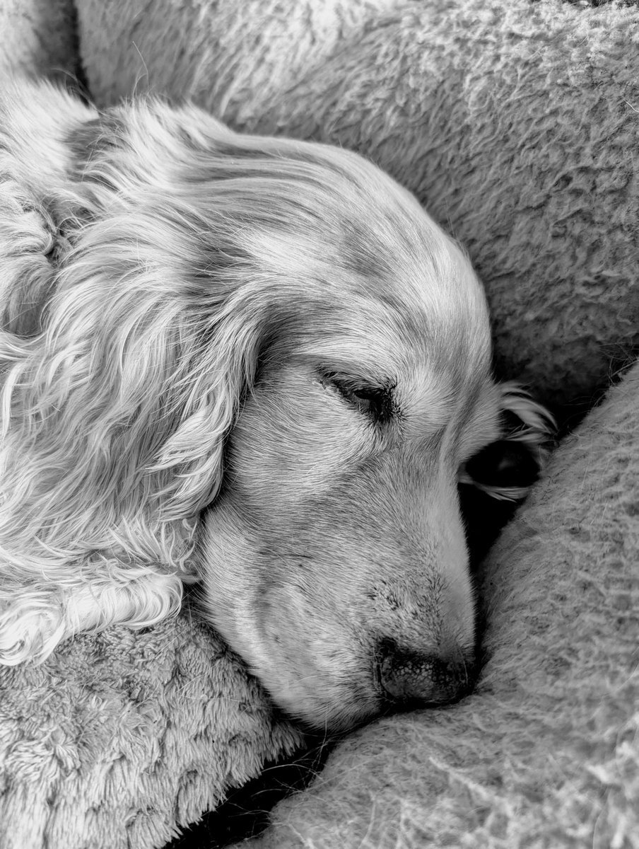 RealAliBishop's tweet image. Sometimes the world just stops and things that seemed important just disappear. RIP our brave and beautiful girl...