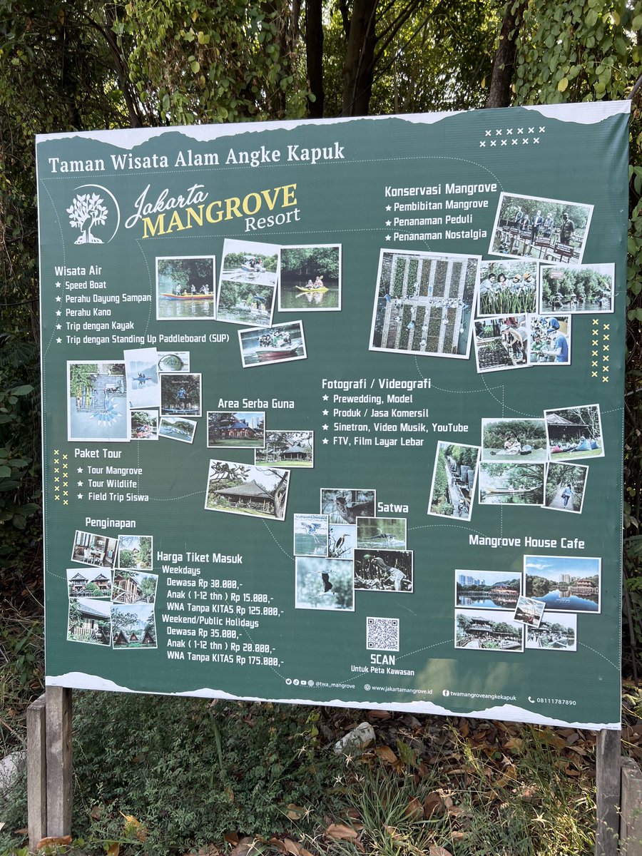 Mangroves are great champions for carbon sequestration and biodiversity, but they also provide tourism and recreation benefits, as evidenced in a visit today to Jakarta’s inner city Angke Kapuk mangrove nature park.