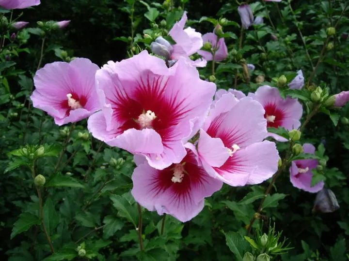 다만, 사랑하세요 사랑한다고 하면서도 미움이 생기는 이유는 내가 준만큼 너도 달라는 장삿속이 있기 때문이에요. '내가 너를 사랑하니까 너도 나를 사랑해라.' 이게 사랑일까요? 거래일까요? 사랑은 다만 좋아하는 것일 뿐 행복해지려면 거래하지 말고