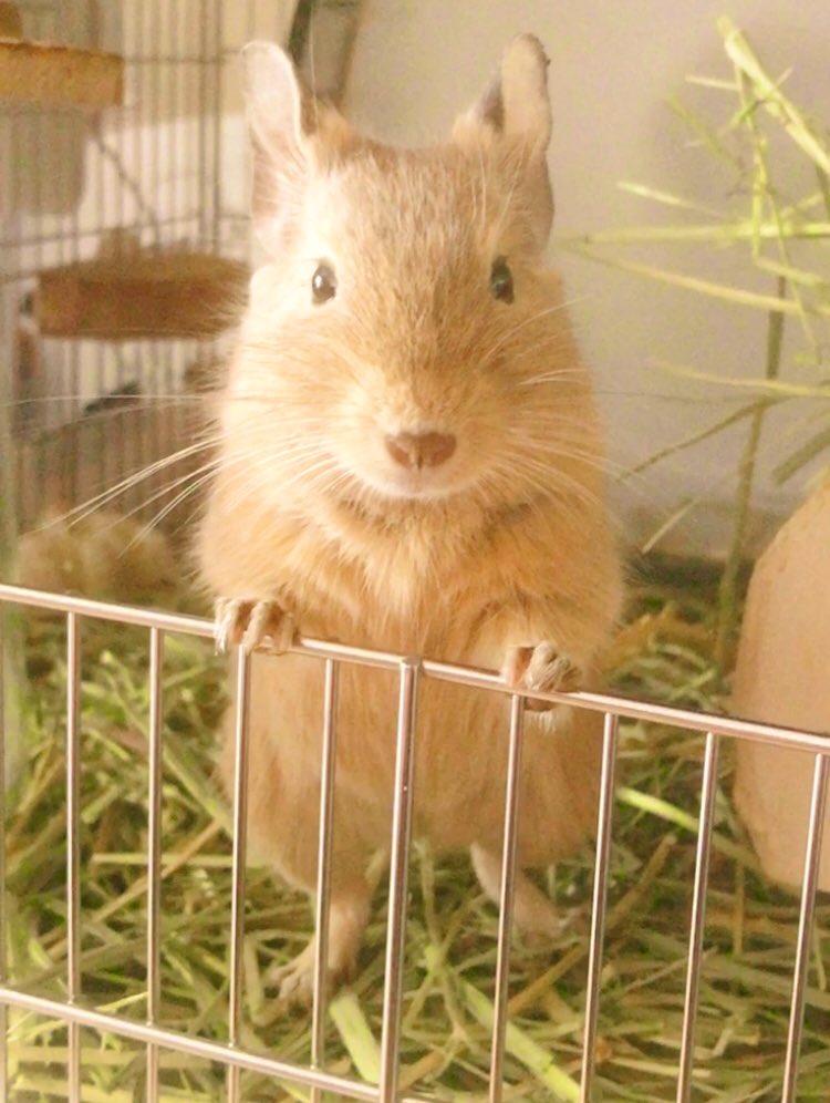 CHICCI1013's tweet image. #そうです私が可愛いちゃんですbyデグー
#デグー