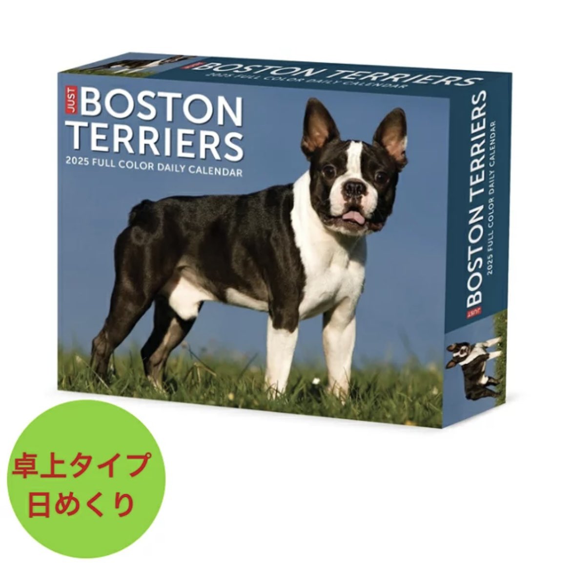 ボストンテリア ID:BT530 ボストンテリア専門ブリーダーBULLDON' 商談中