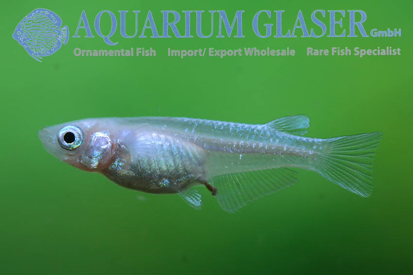 aquariumglaser's tweet photo. #Oryzias #latipes #Sparkled #Blue
find more details and pics @ https://t.co/kgExUnvbBk https://t.co/FeUW5vlTZ1