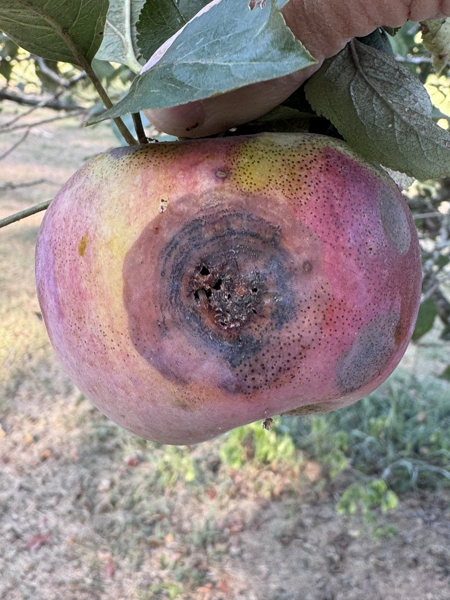 Bitter rot is a fungal fruit rot of apple &amp; pear. The disease is favored by high temperatures &amp; high humidity. Lesions start as small sunken areas on outside of fruit. Spots turn brown, expand and develop a bulls-eye pattern. Flyspeck is also visible on fruit  #Apple #Fungi