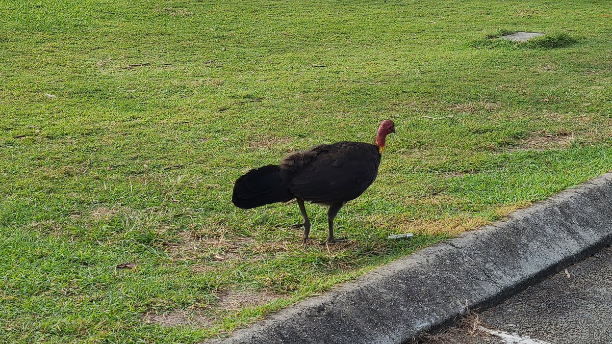 jackmeridan's tweet photo. Australian #bushturkey https://t.co/fbYedjN84o
