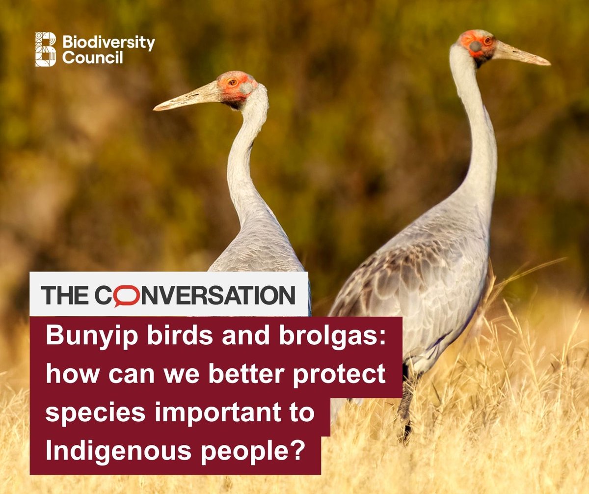 Biodiversity Council (@biodivcouncil) on Twitter photo 🪶 <a href="/bradmoggo/">Bradley Moggridge (PhD)</a> and @RAMorgain look at differences in Western and Indigenous approaches to nature care.
"The difference is momentous...It determines whose environmental research and management is considered legitimate and resourced, and the terms on which knowledge is shared and 🪶 <a href="/bradmoggo/">Bradley Moggridge (PhD)</a> and @RAMorgain look at differences in Western and Indigenous approaches to nature care.
"The difference is momentous...It determines whose environmental research and management is considered legitimate and resourced, and the terms on which knowledge is shared and