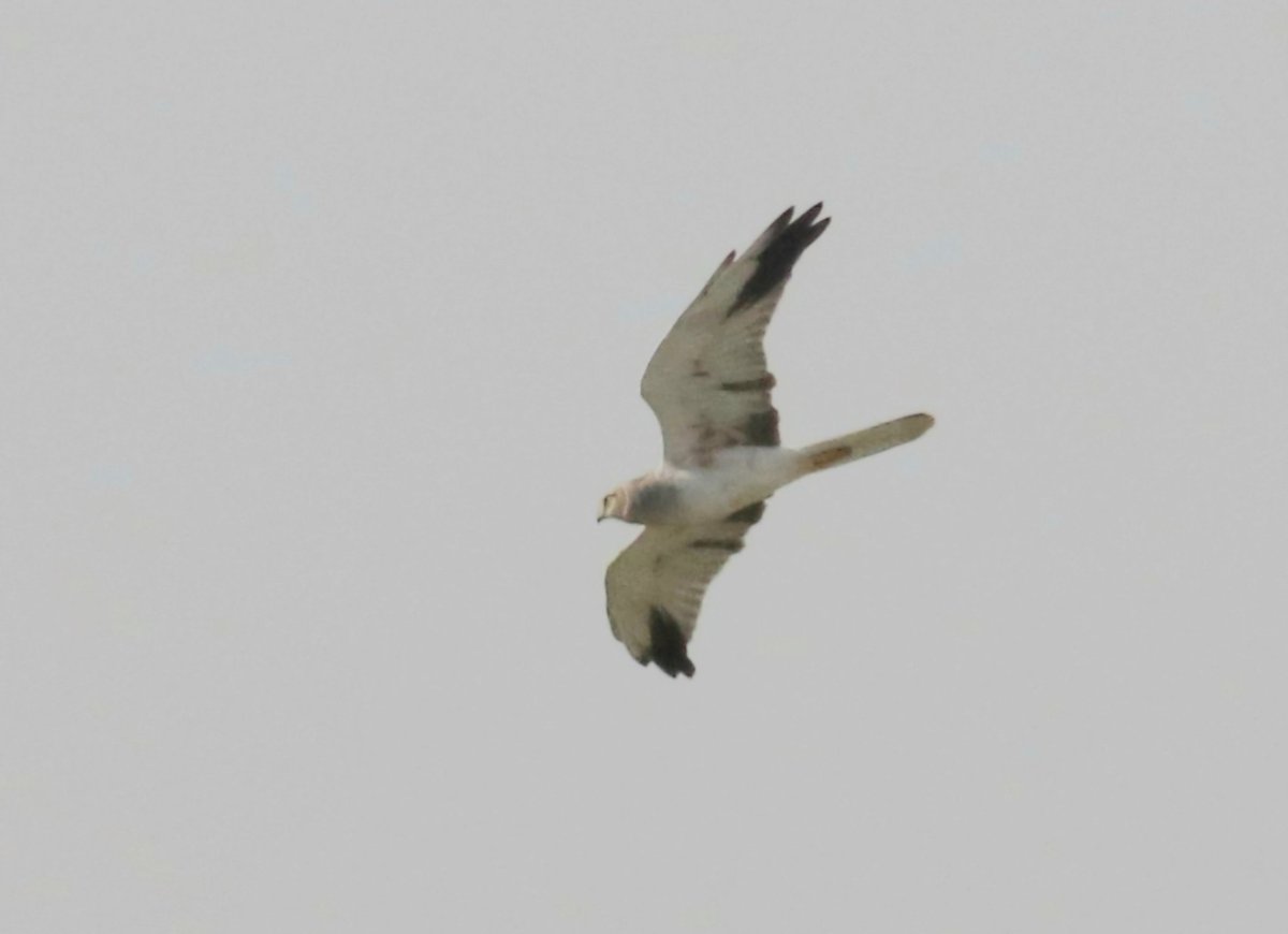 Heatherlea Birding tweet media