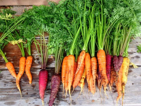 LKÖ: Weiterhin Probleme durch Mäusefraß: Die österreichische Karottenvermarktung setzt sich in stabiler Verfassung fort. Angebot und Nachfrage sind ausgeglichen. Bei hochsommerlichen Temperaturen bleibt der Absatz im LEH jedoch... dlvr.it/TCtqB1