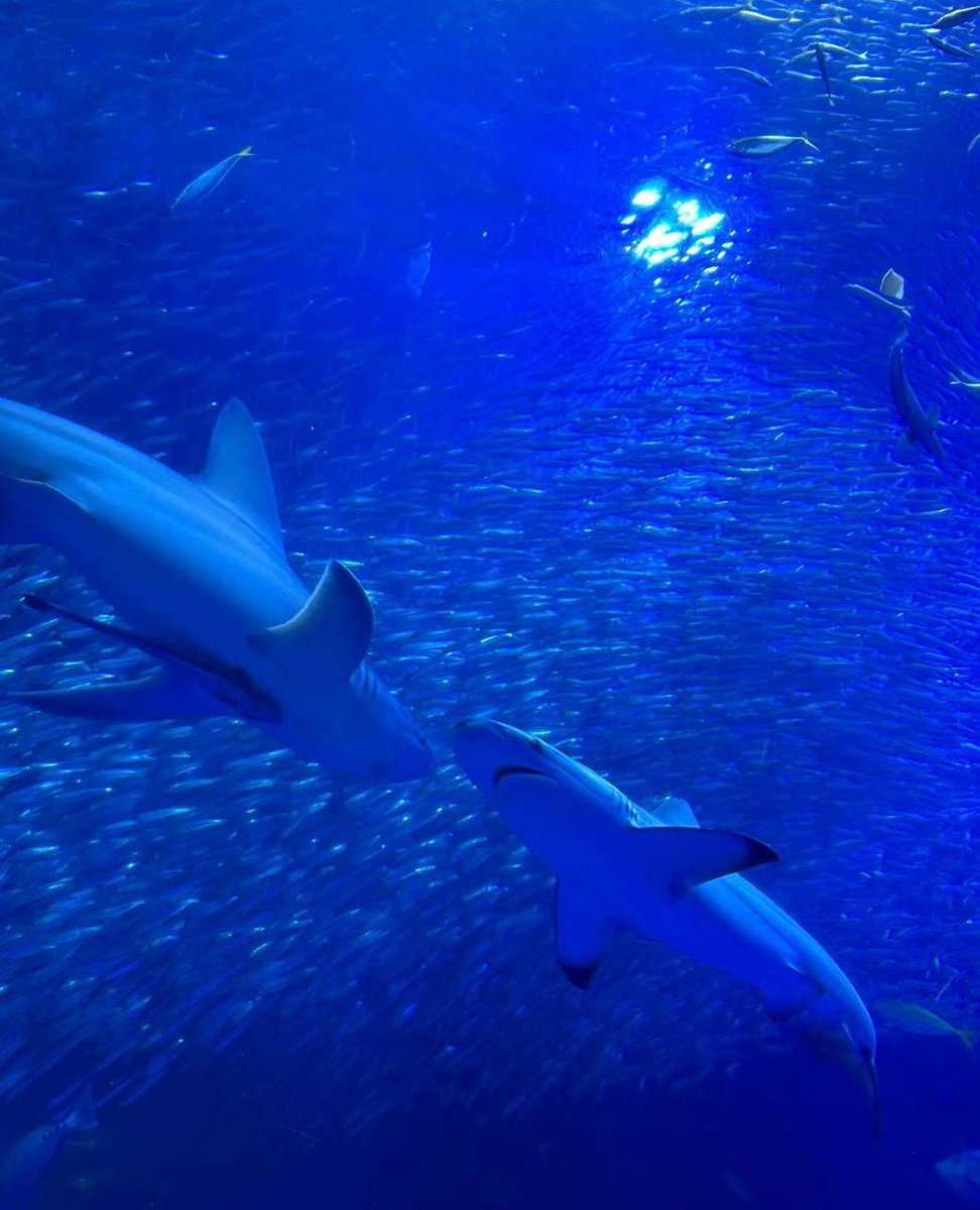海洋生物を間近で見ることができます
自然の力に感嘆しました🤔