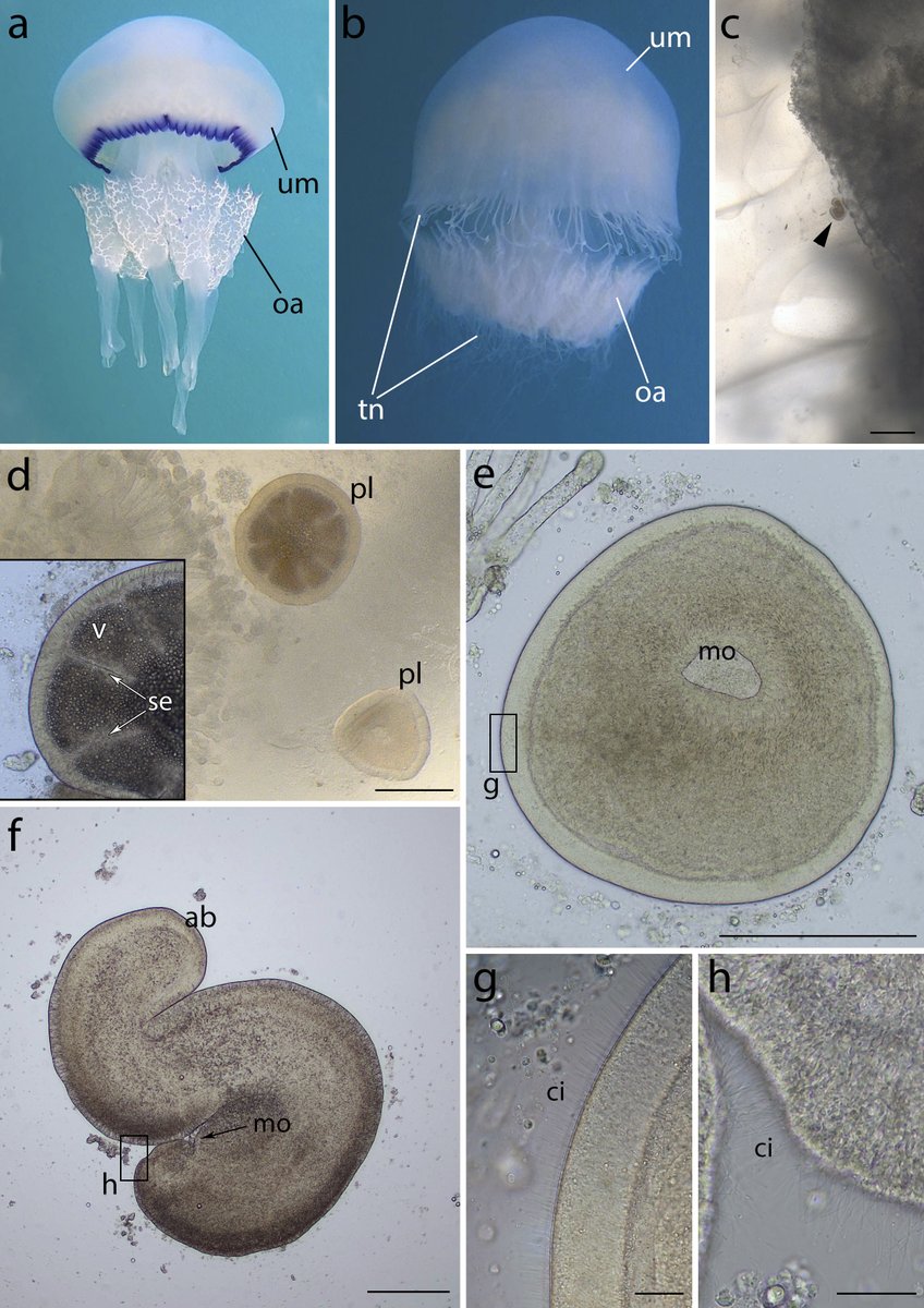 📣🌊🪼🪼🪼 Our paper on the parasitic spillover of a burrowing anemone from ctenophores to jellyfish has just been published in <a href="/SciReports/">Scientific Reports</a> rdcu.be/dS9Bp. Well done PhD student <a href="/ctenophorana/">Anastasia Iakovleva</a>! <a href="/ArseniyMorov/">Arseniy R. Morov</a> <a href="/IOLR_Israel/">IOLR חקר ימים ואגמים לישראל (חיא"ל)</a> <a href="/UofHaifa/">University of Haifa</a>