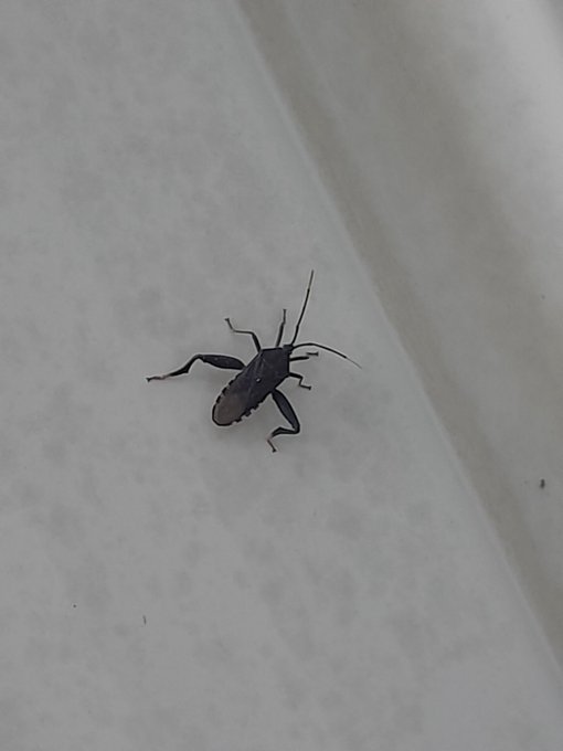 This bug never skipped leg day 🦵 https://t.co/TyfF5YfRjv<a href="/tag/bdsmtoys"class="tags"><span>#bdsmtoys</span></a><a href="/tag/sellingcontent"class="tags"><span>#sellingcontent</span></a>