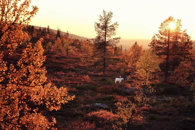 DiscoverFinland's tweet image. Finland’s autumn season, Ruska,is perfect for visitors to head out on hikes in clean, crisp air as the woods become dotted with wild berries and mushrooms, creating a  fantastic foraging adventure: 
nationalworld.com/travel/holiday… Autumn Magic in Finnish Lapland: 
discoveringfinland.com/blog/autumn-ma…