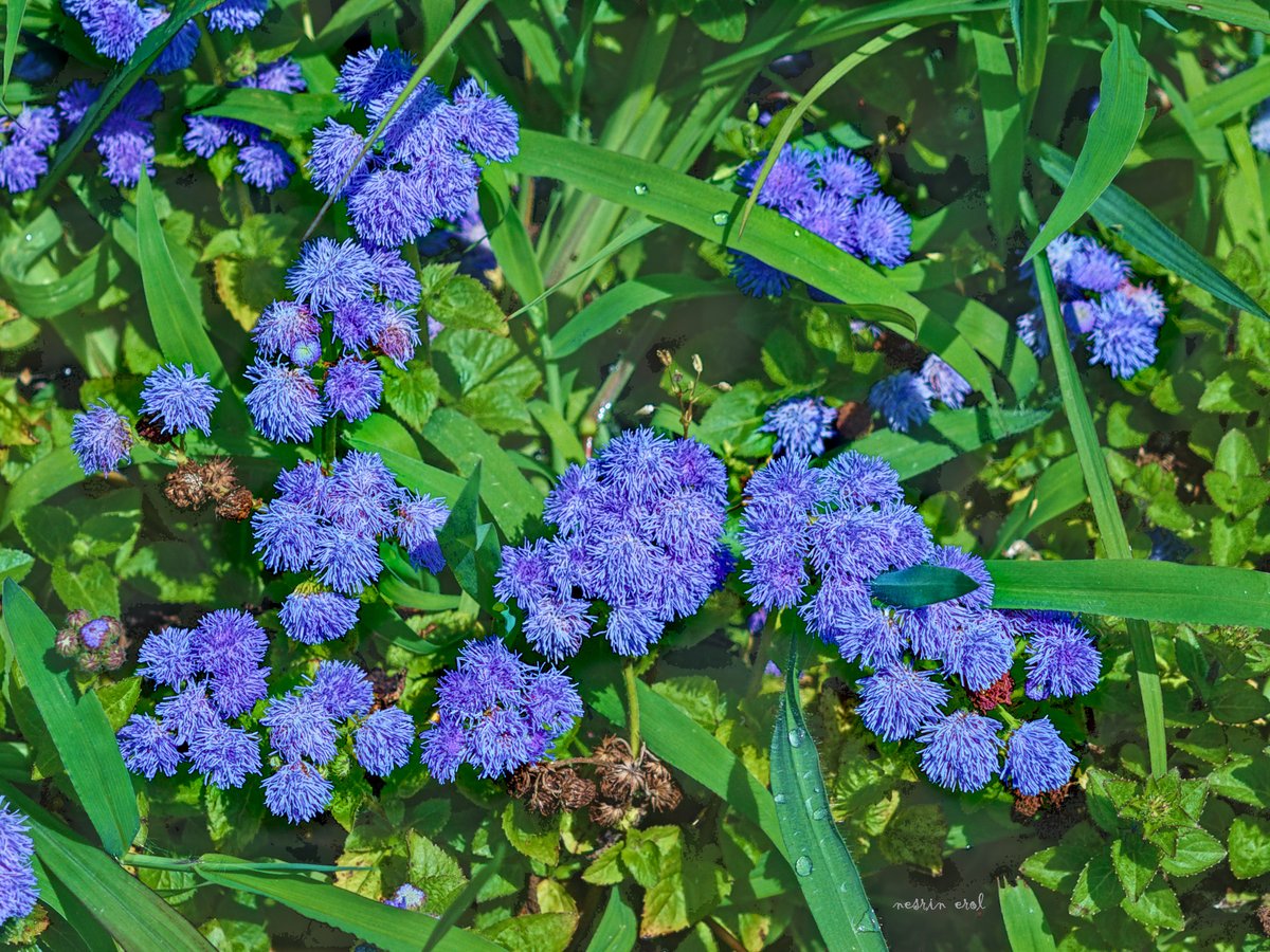 nbherol's tweet image. #FridayFreeForAll #FlowersOnFriday