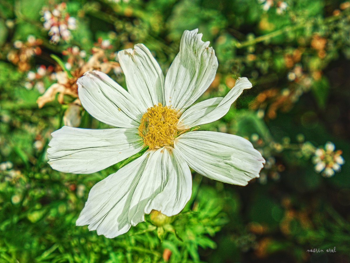 nbherol's tweet image. #FridayFreeForAll #FlowersOnFriday