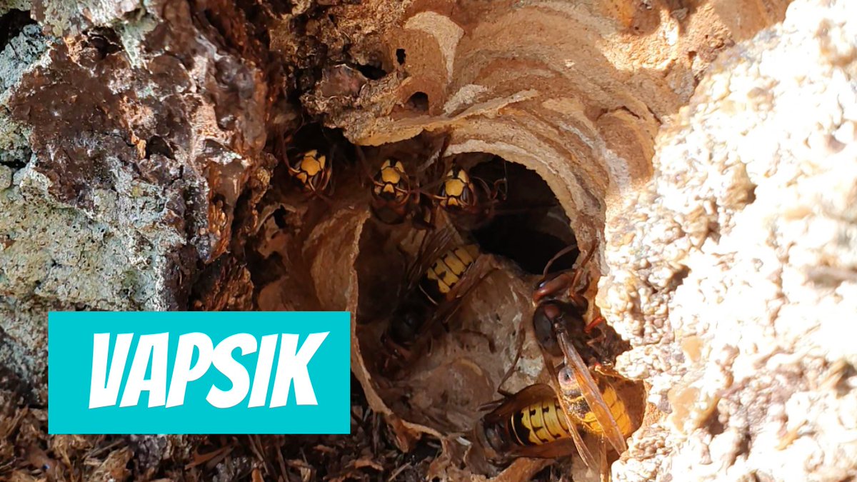 Vapsik (Vespa crabro; European hornet) youtube.com/shorts/YRMu99u…  

🎥 Romet Loodus
📍#Eesti, #Tartu maakond, #Kastre vald, #Aardla küla
🕐 2024-09-02

#Vapsik #Vespacrabro #Europeanhornet #kiletiivaline #suurimkiletiivaline #putukad #insects #elurikkus