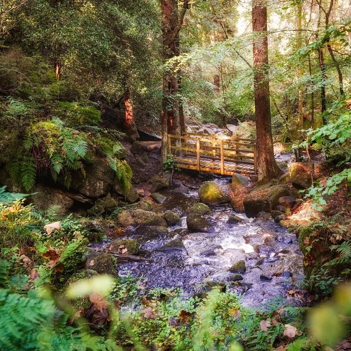 peaklass1's tweet photo. Such a quiet time of year, this teetering between summer and autumn. The trees are streaked with gold in the green, the air is thickening, the birds pausing before their journeys. As I stood here, the only movement was the bubbling water and the occasional leaf spiralling down. https://t.co/utrYKi9cNf