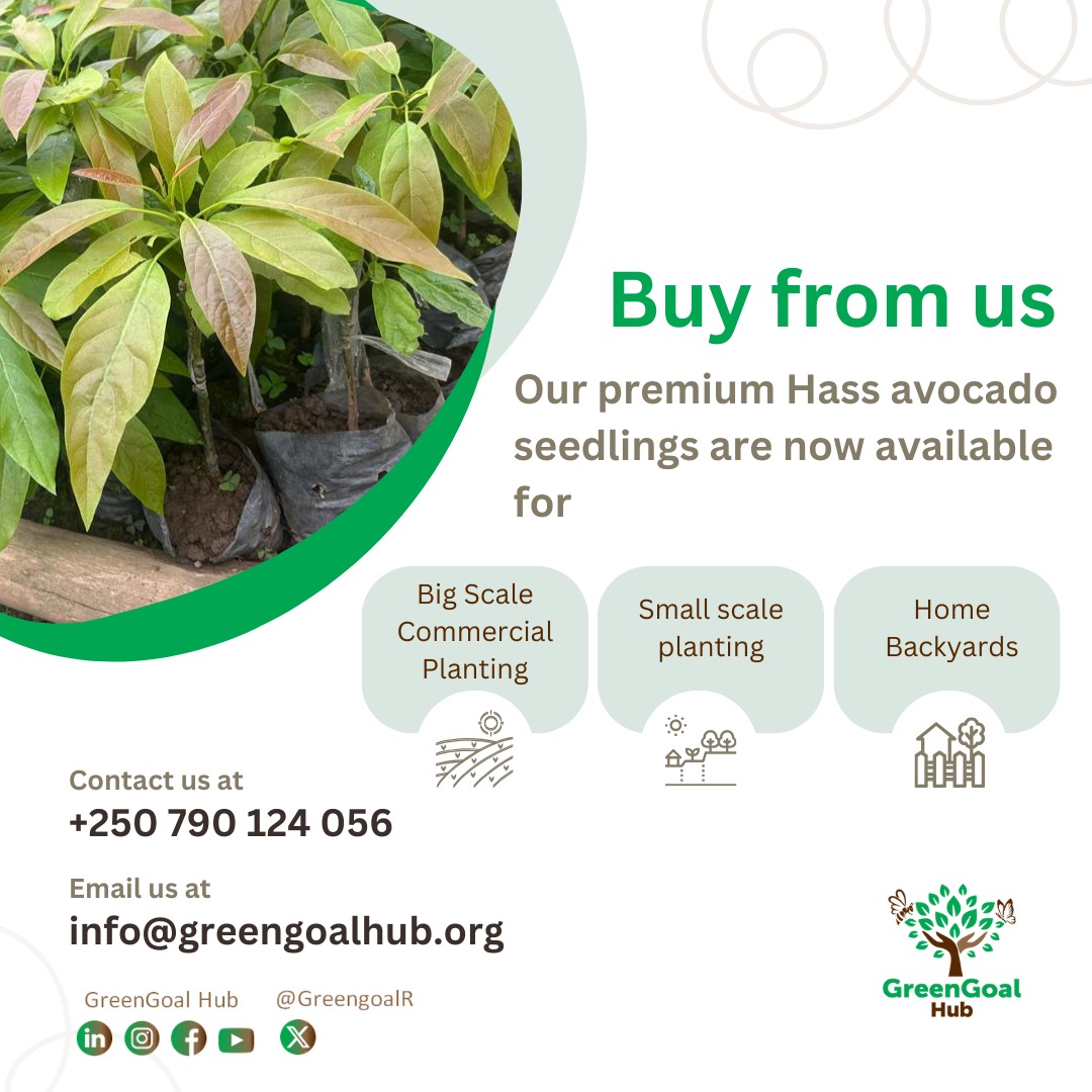 GreengoalR's tweet image. Have you ever wondered where to find high-quality avocado seedlings for large-scale farming, small-scale cultivation, or even just your home garden?
🌳Look no further! We offer premium seedlings that cater to all your needs. Place your order with us today,