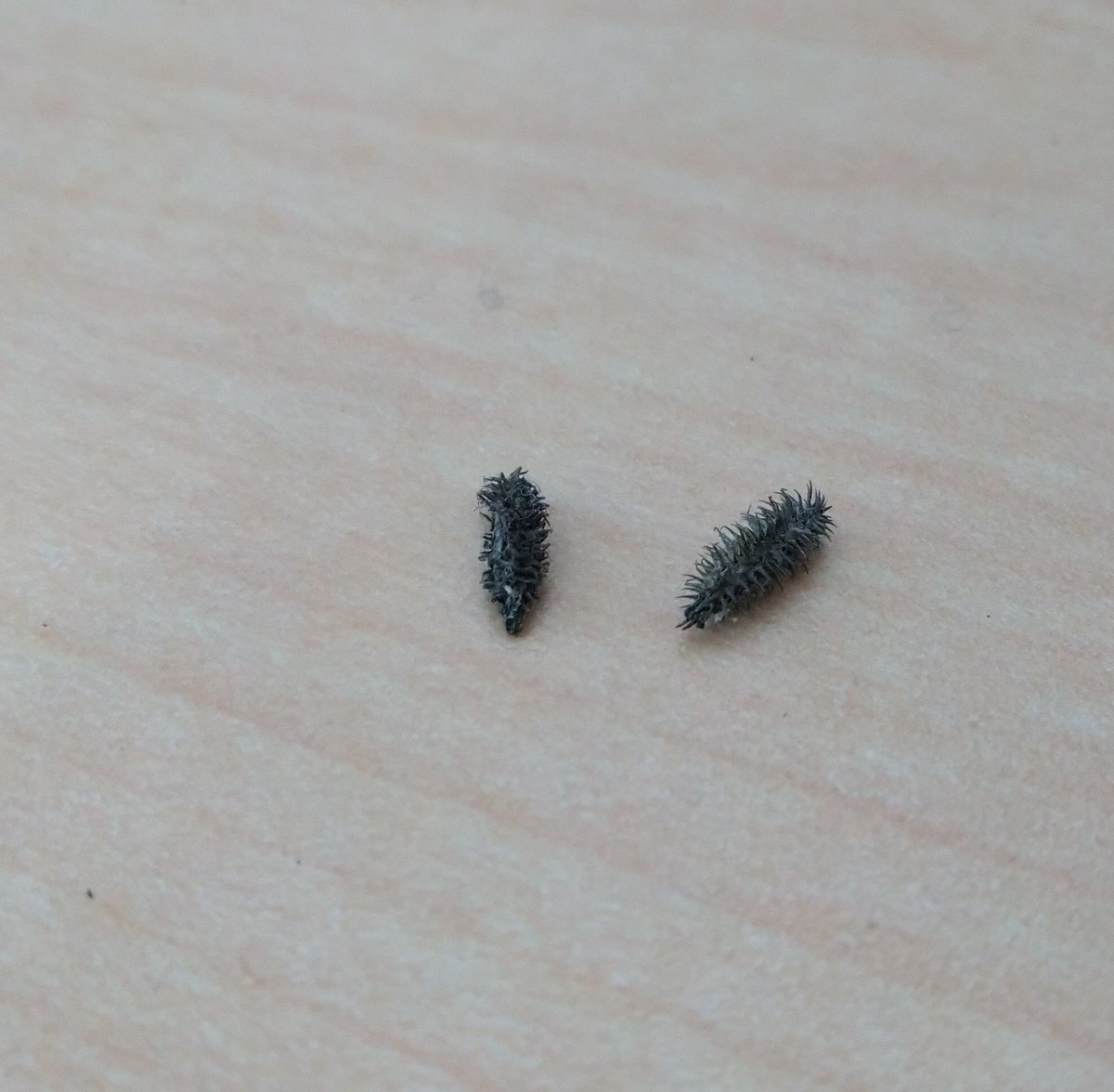 When field work makes you a disperser for opportunistic plants. 
Though I wonder about humans responses to different structures of epizoochorous seeds attached to their clothes. Is their any bias depending on the surface structure of seeds while removing them from clothes?