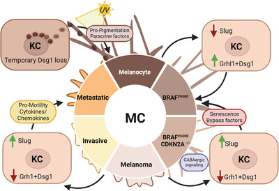 New insights into #melanomagenesis! Discover how loss of keratinocyte control over melanocytes contributes to melanoma initiation and progression. 
Read the full review by Green, Pokorny, and Jarrell here: doi.org/10.1002/bies.2… 
#CancerResearch #Dermatology <a href="/kjgreen47/">Kathleen J Green</a>