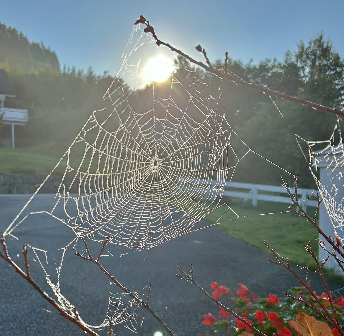 Spindelvev i soloppgang 😊