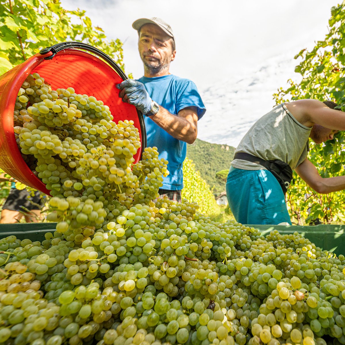 Harvest season has started in Alto Adige, beginning with grapes for sparkling wine and early-ripening varieties. 
Despite a challenging year due to cold and rainy weather, the industry remains optimistic about both the quality of the wine and its market potential, says Andreas
