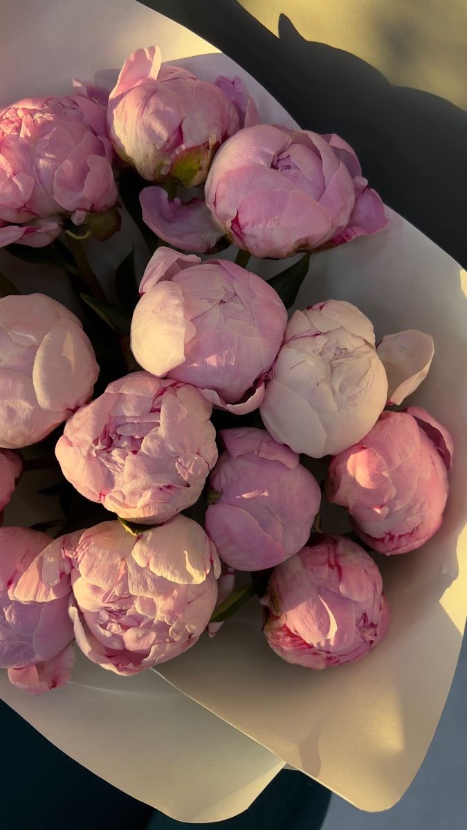 ciceklendirdik's tweet photo. These soft pink peonies are a gentle reminder of beauty in simplicity. 🌸 https://t.co/hVGYQNxqMl