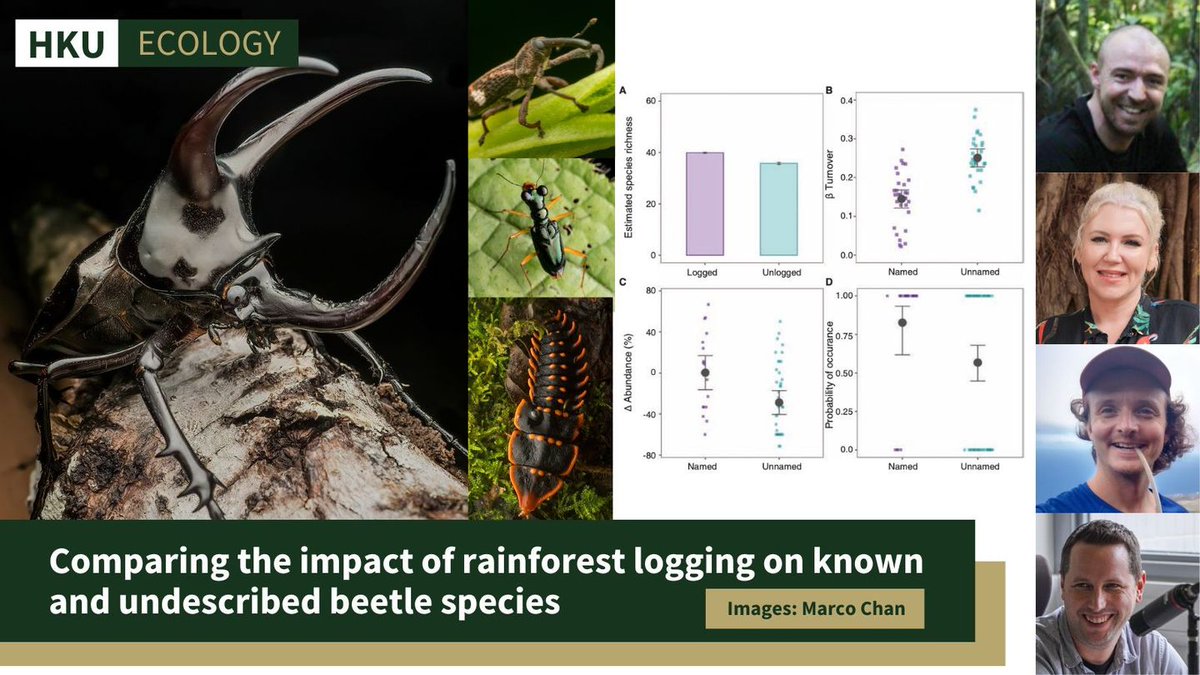 Dr Michael Boyle, Dr Adam Sharp, <a href="/Lou_A_Ashton/">Louise Ashton</a> <a href="/bonebraking/">Timothy Bonebrake</a> <a href="/HKUSBS/">HKU School of Biological Sciences</a> show reduced abundance of undescribed beetle species in logged Borneo rainforests. Unknown tropical insect biodiversity appears less resilient to human-induced environmental change. authors.elsevier.com/a/1jdIk3QW8S6F…