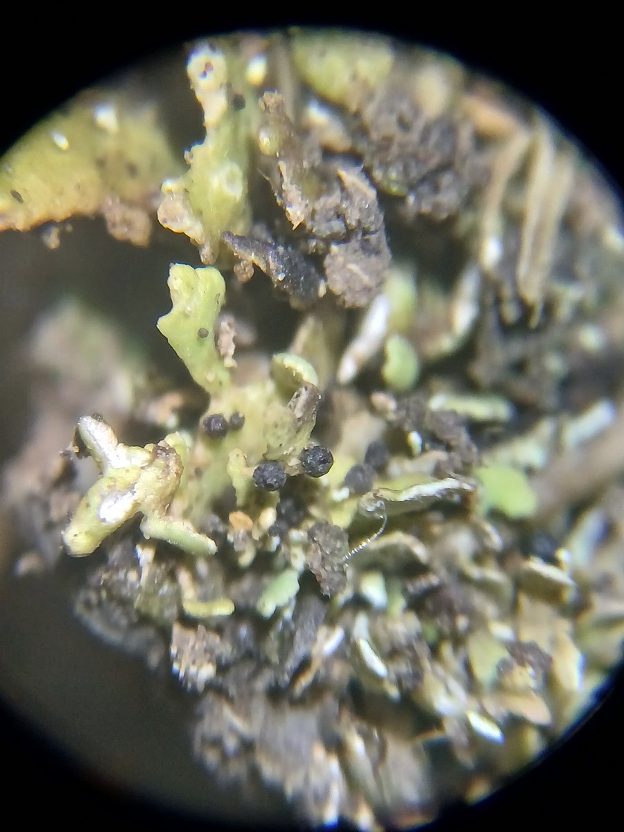 Graham Featherstone tweet media