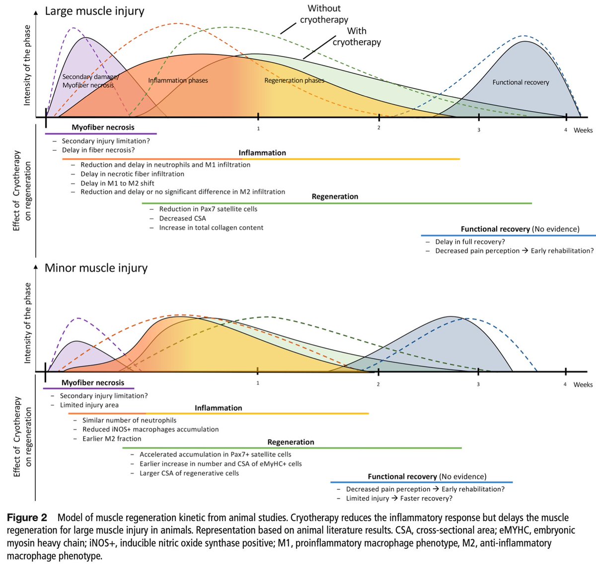 Sebastien Racinais (@ephysiol) on Twitter photo and now the critical review: Cryotherapy for treating soft tissue injuries in sport medicine
bjsm.bmj.com/content/early/…
Great figure by <a href="/ValentinDab/">Valentin Dablainville</a> summarizing current (limited) knowledge. Human studies on the way and now the critical review: Cryotherapy for treating soft tissue injuries in sport medicine
bjsm.bmj.com/content/early/…
Great figure by <a href="/ValentinDab/">Valentin Dablainville</a> summarizing current (limited) knowledge. Human studies on the way