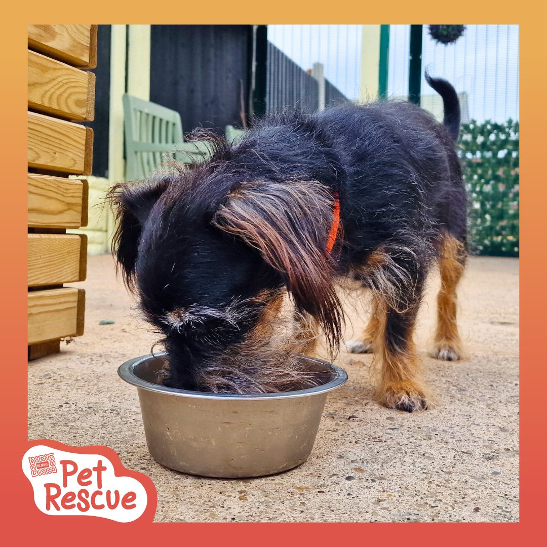RSPCA Derby (@rspcaderby) on Twitter photo Sam would like to say a big thank you to <a href="/burnspetfood/">Burns Pet Nutrition</a> for providing us with delicious dry food for our cats and dogs πΎπ
#BurnsPetNutrition #BurnsPetFood #PoweredByBurns #BackedByBurns Sam would like to say a big thank you to <a href="/burnspetfood/">Burns Pet Nutrition</a> for providing us with delicious dry food for our cats and dogs πΎπ
#BurnsPetNutrition #BurnsPetFood #PoweredByBurns #BackedByBurns