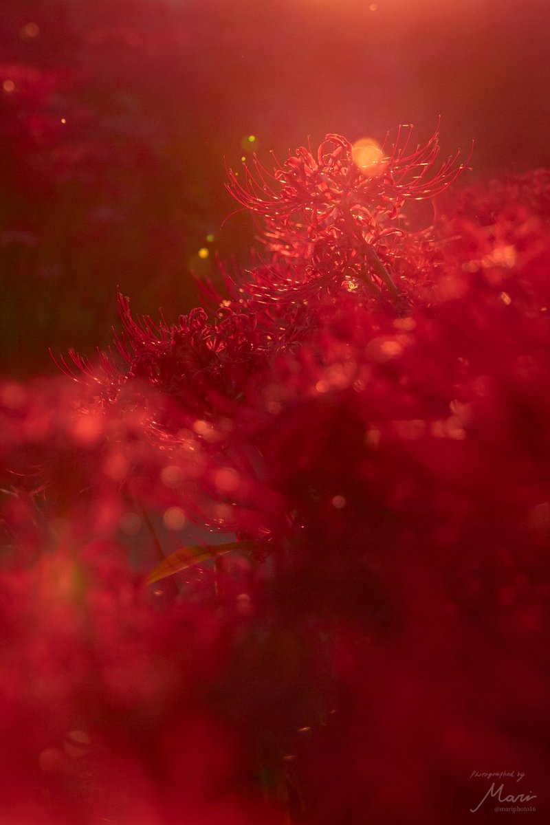 mariphoto16's tweet image. 夕陽を浴びて美しく輝く彼岸花