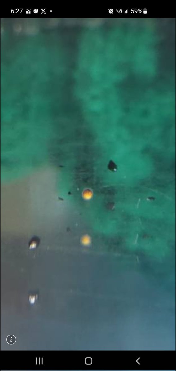 Po_Delhezi's tweet image. デルヘッジ繁殖計画ですが、御教授もあり産卵までたどり着きました😌
引き続き経過を観察しつつ頑張りたいと思います。
#Polypterus
#delhezi
#デルヘジ
#デルヘッジ
#ポリプテルス
#熱帯魚