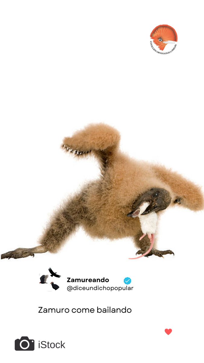 #VultureWeek
#InternationalVultureAwarenessDay