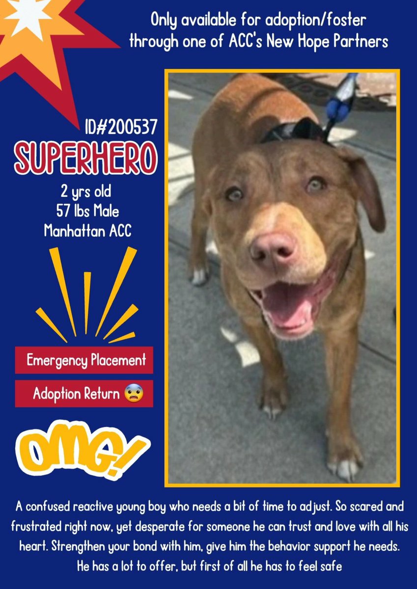 🎯 New Intake SUPERHERO 200537 #Macc Already Kill Listed ❌ 
Adoption Return Gorgeous boy likes belly rubs knows sit needs patient loving person to work on training with him he needs his own Hero to save him Dm <a href="/CathyPolicky/">Cathy Policky</a> #FostersSaveLives #RescueMe NHO 🙏❤🐾