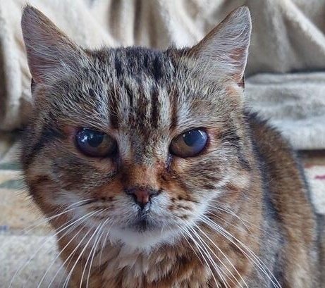 Pomocy 🙏🙏 

Brakuje 250 zł 💔 

ratujemyzwierzaki.pl/persii-felineus