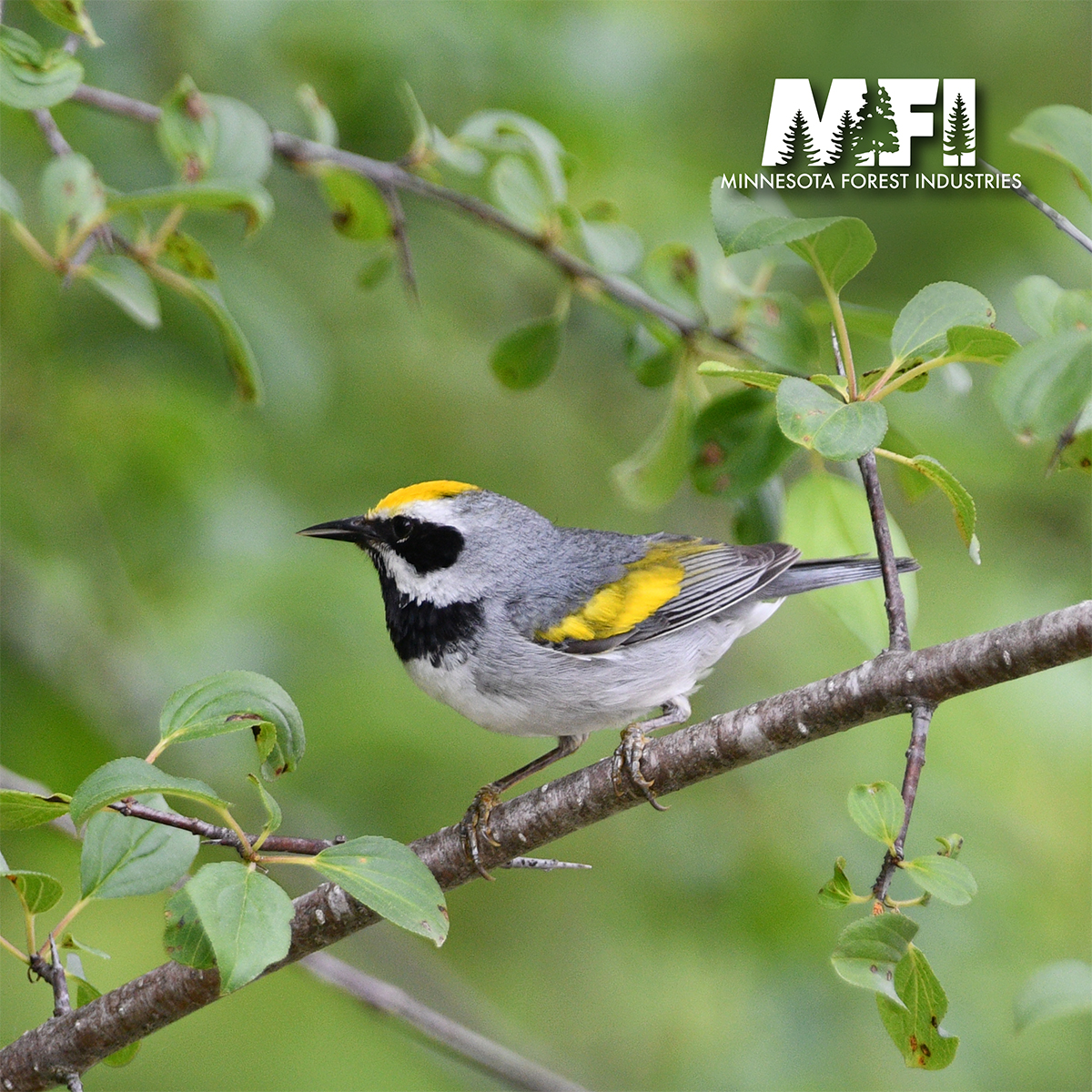 Nearly half of the global population of imperiled golden-winged warblers breeds in Minnesota. These tiny birds nest in young forests – the exact  habitat created when aspen forests are regenerated through logging.
