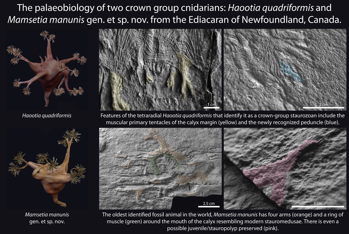 Say hello to the oldest animals in the fossil record - #Haootia quadriformis and INTRODUCING #Mamsetia manunis
These crown-group cnidarians were found within the @DiscoveryGEONL and are vital to the story of life on Earth
Read about them in our new paper mdpi.com/2075-1729/14/9…