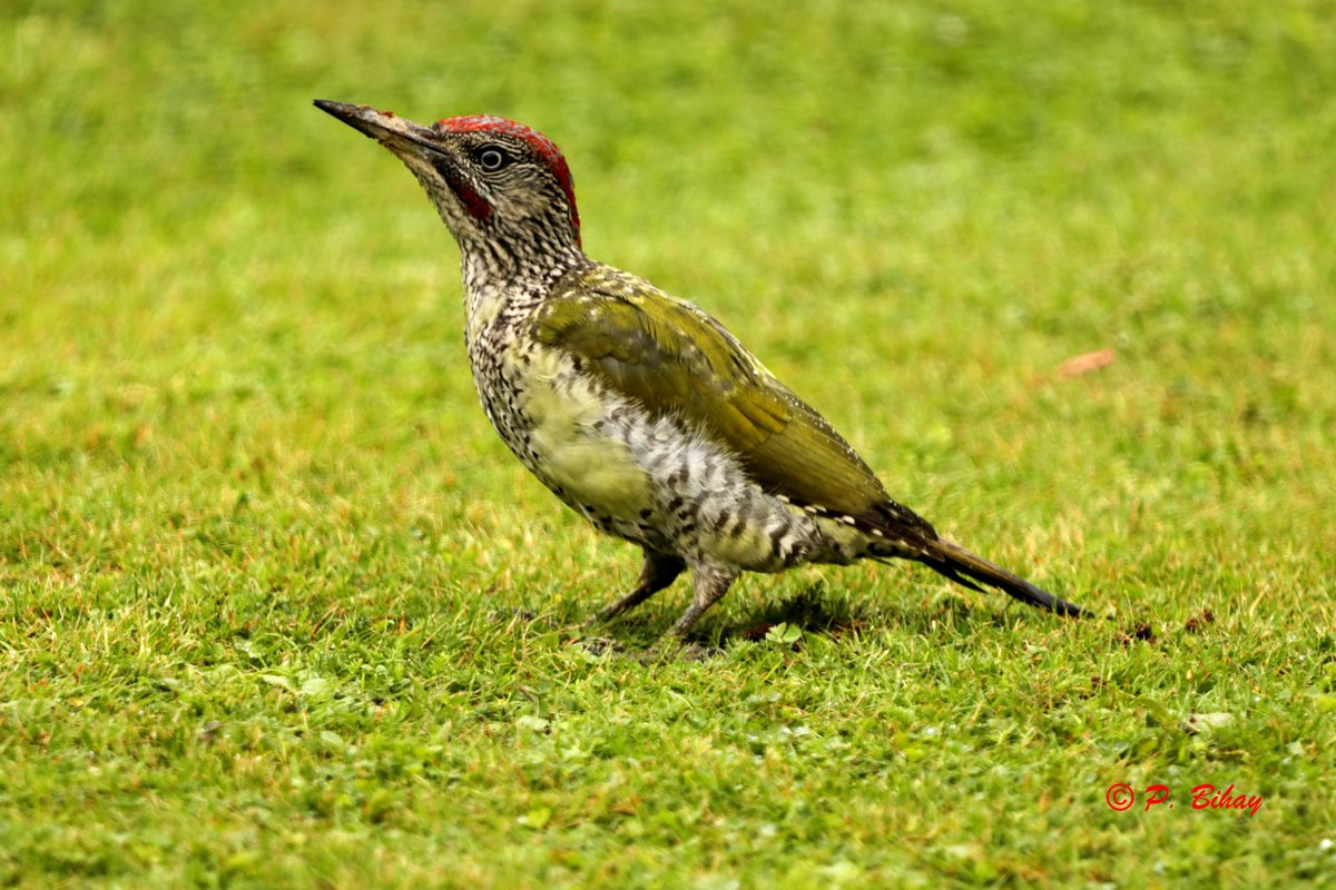 batoroulan's tweet photo. Bel oiseau coloré que ce pivert chasseur de fourmis, cet après-midi à #Bievre #provincedeNamur #Belgique #Belgiumnature #Birding #Birdwatching #Ornithology #Ornithologie #Birds #Oiseaux #TwitterNatureCommunity #wildlifephotography https://t.co/MBw1dgxlw6
