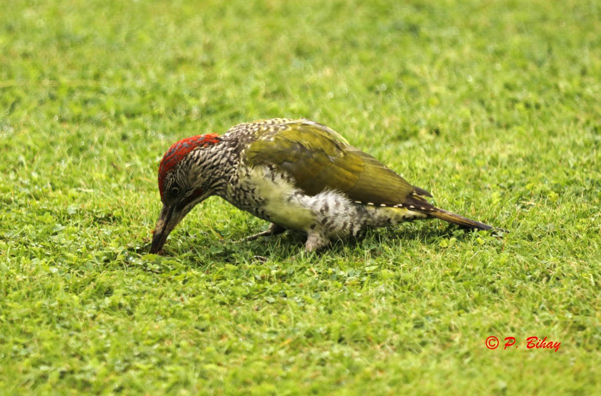 batoroulan's tweet photo. Bel oiseau coloré que ce pivert chasseur de fourmis, cet après-midi à #Bievre #provincedeNamur #Belgique #Belgiumnature #Birding #Birdwatching #Ornithology #Ornithologie #Birds #Oiseaux #TwitterNatureCommunity #wildlifephotography https://t.co/MBw1dgxlw6