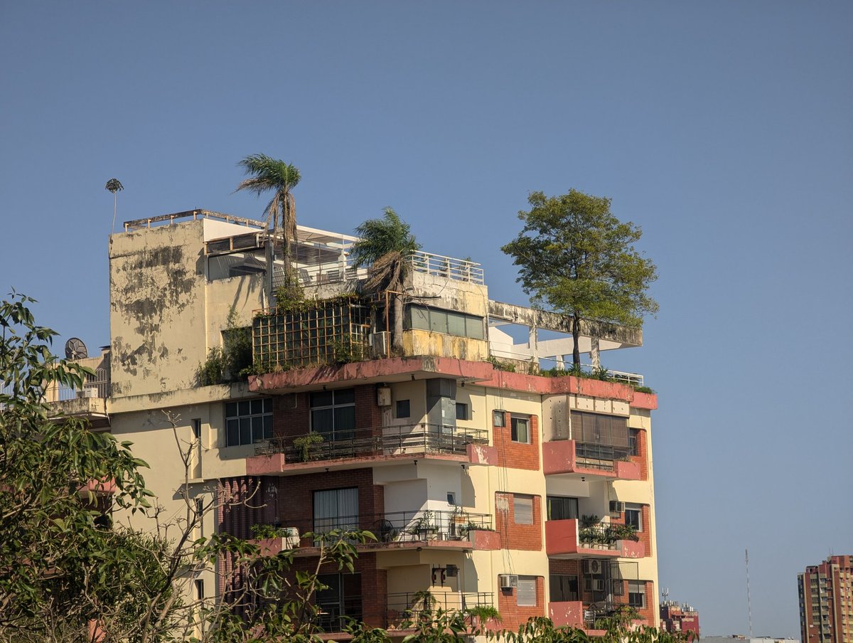 Un tajy hû, un mbocaya y un pindó en la terraza de un edificio de Asunción.