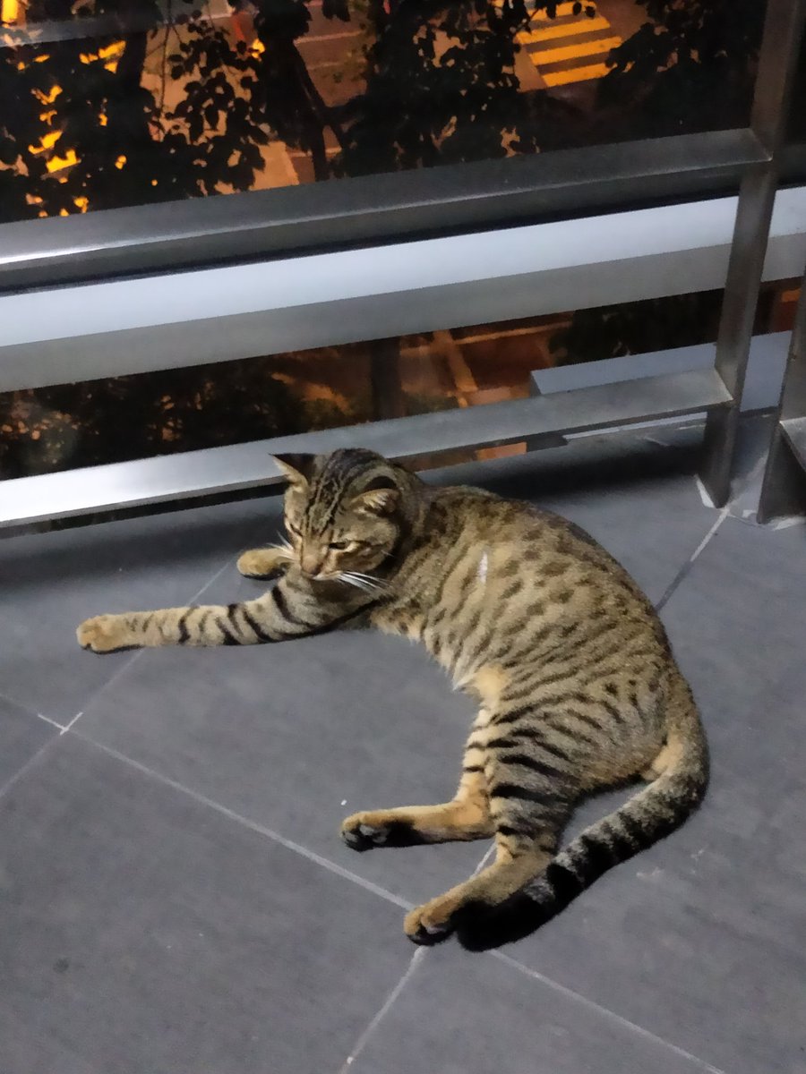 studiezsiya's tweet photo. went to our library today for the first time <⁠(⁠￣⁠︶⁠￣⁠)⁠> saw lots of cats ><

#lifetwt #lifetwtph #archivetwt https://t.co/gX8ZDdPkuE