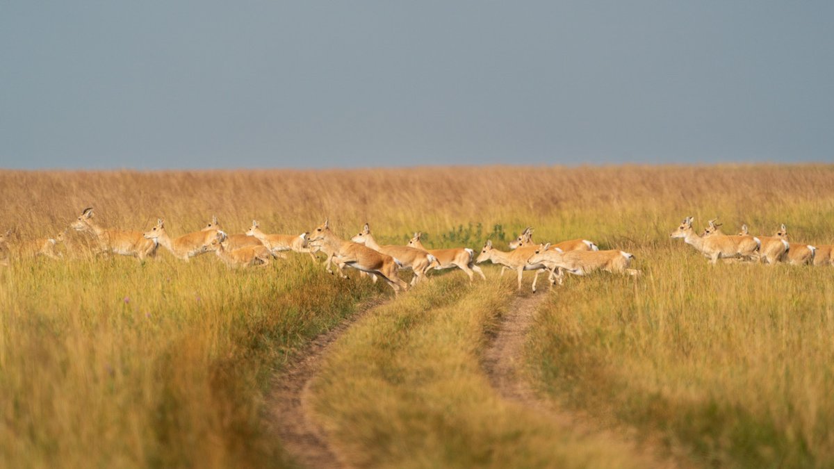 Did you know? 22% of the world’s migratory species are in decline. Detailed migration maps included in <a href="/migratinghooves/">Global Initiative on Ungulate Migration</a> Atlas of Ungulate Migration allows scientists to pinpoint where to direct conservation efforts to ease passage of migratory wildlife. cms.int/en/gium/migrat…