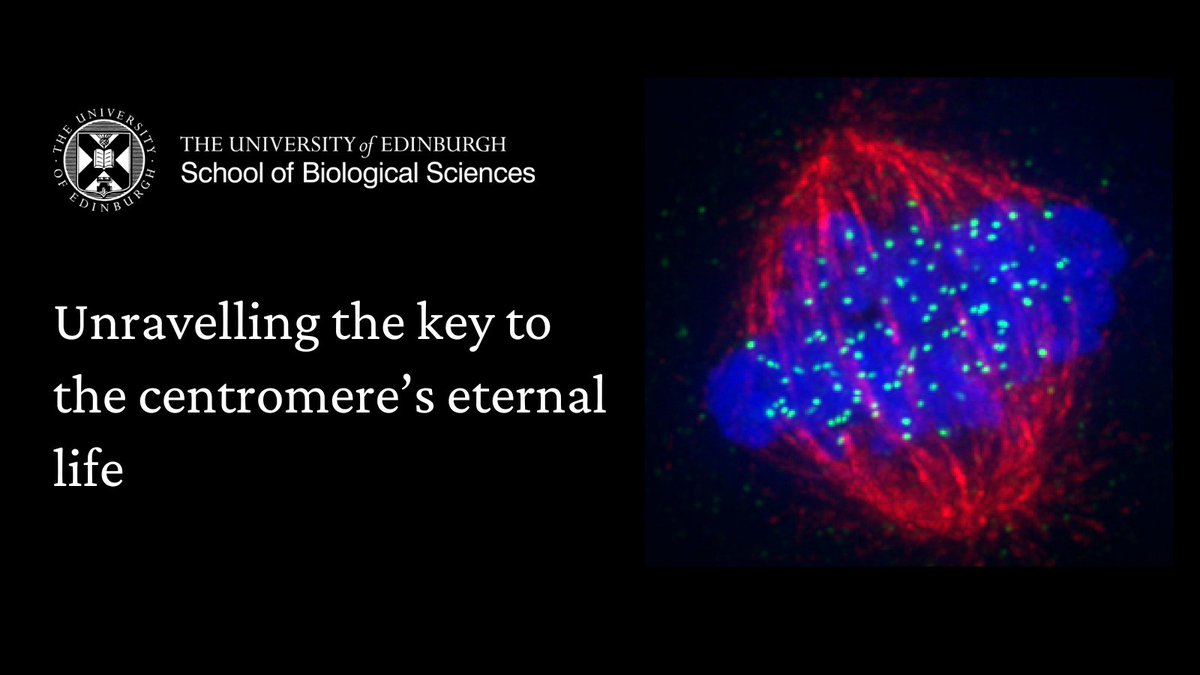 The process that preserves the centromere, the hub that ensures DNA divides correctly during cell division, has been revealed

<a href="/JPLab_/">JP Lab</a> study in <a href="/ScienceMagazine/">Science Magazine</a> explains how the PLK1 protein ensures each new cell has a centromere in the right location 

➡️ edin.ac/3XwK3Fr
