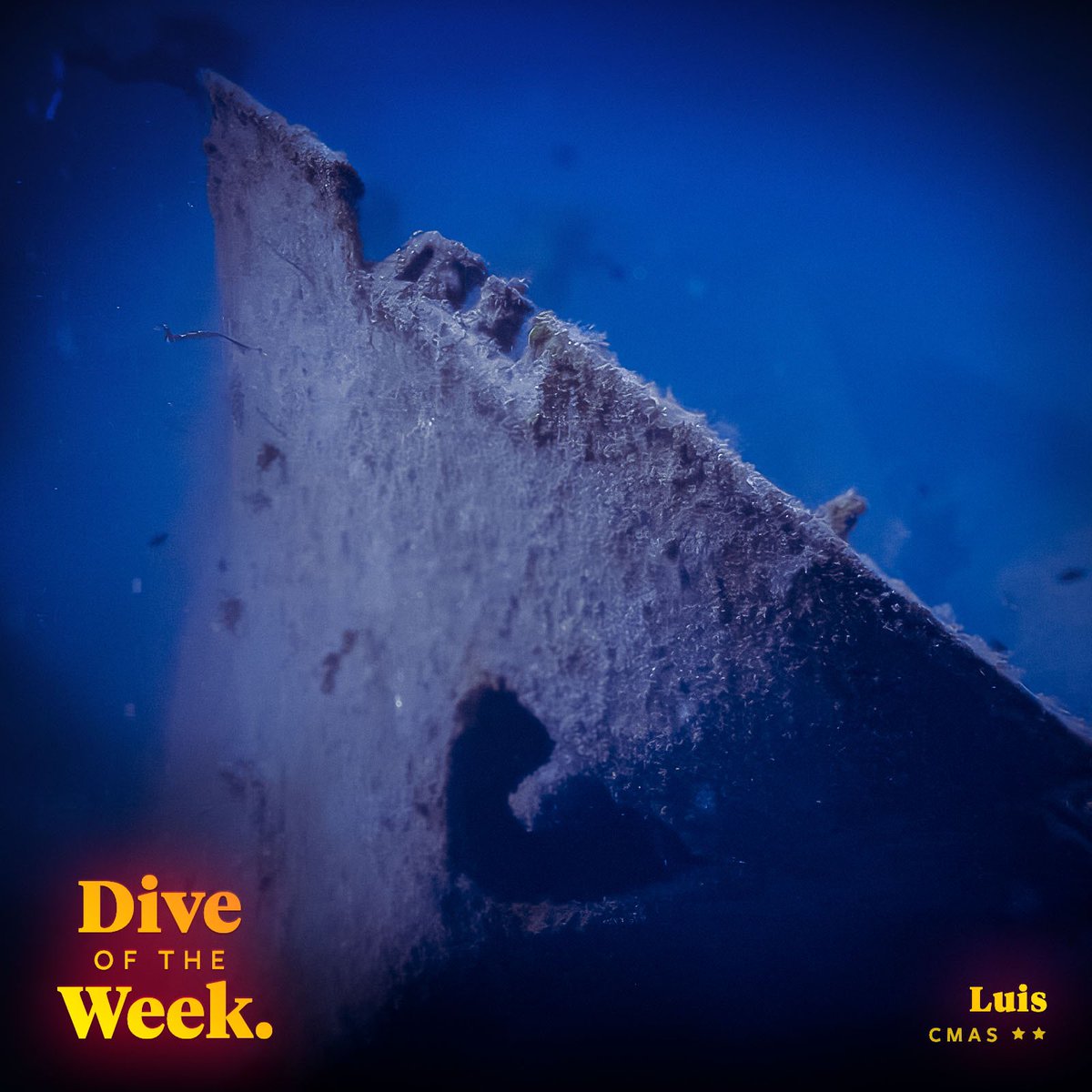 Happy weekend, divers! 🌊 Check out the latest #DiveoftheWeek and start logging your dives in Oceans, the #1 discovery and logbook app for #scuba divers! → oceans.io