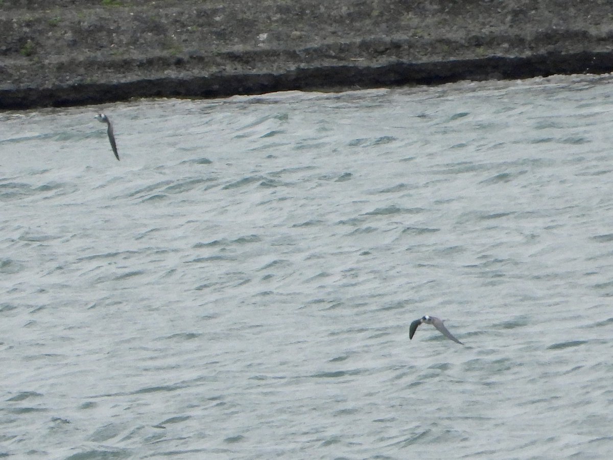 2 Black Terns briefly at Grovebury yesterday (5/09), before heading off high NE