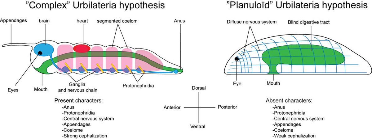 Hi neuro people:  What is the current though on cephalization in bilaterians?  Was there probably a significant CNS in urbilateria, or did brains evolve more than once in the major bilaterian lineages?