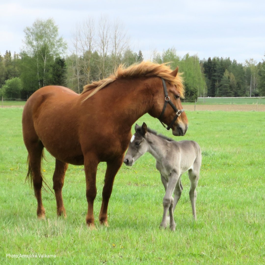 thisisFINLAND's tweet image. Today, we celebrate our national treasure: the Finnhorse. These lovable and reliable hard workers can perform multiple duties, from racing and riding to working in urban forests. 

Around 20,000 Finnhorses happily trot on the fields of Finland. 🐴💙

📸 @kylamaenhevostila (IG)