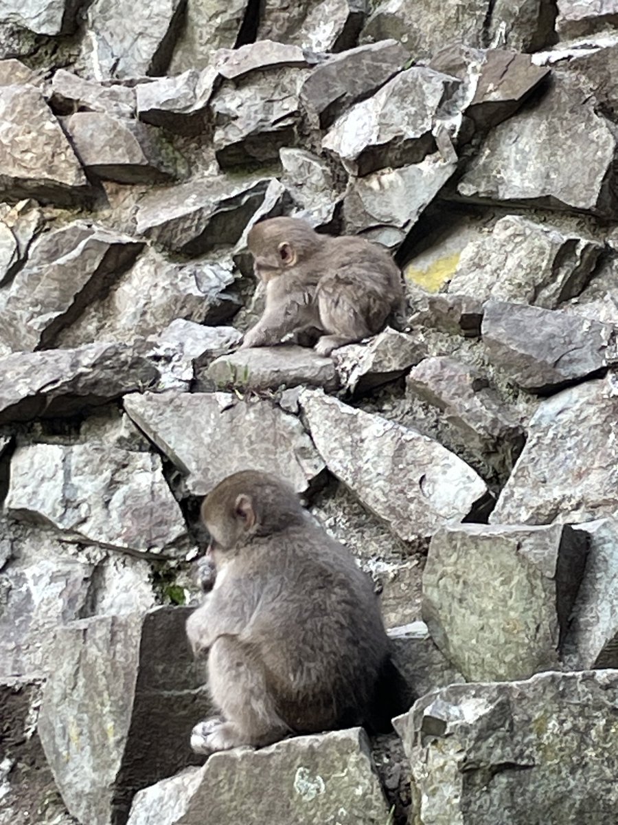 the_travelista's tweet photo. Two monkeys on a rock 🐒
#nagano #snowmonkey #japan #japanesemacques #traveltheworld #explore #adventure #snowmonkeypark #wanderlust #travel #bucketlist https://t.co/IJYHYE2Jer