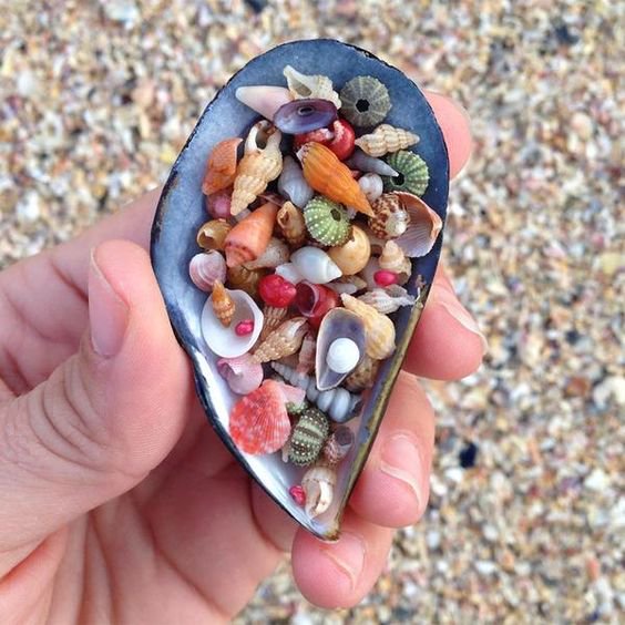 Jeffreys Bay in South Africa is famous for abundant seashells: the variety of colors, sizes and shapes, makes of it one of the most famous places for seashells collection.