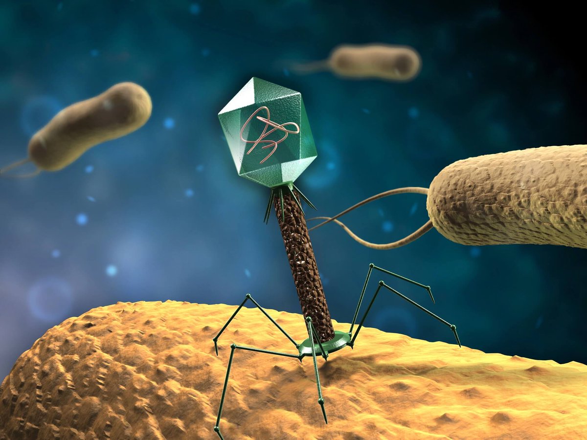 ideintelligente's tweet photo. 🟡 Así son los virus que fagocitan bacterias multirresistentes

El Instituto de Biología Integrativa de Sistemas (CSIC-UV) @i2sysbio publica en Med los resultados de los primeros tratamientos de fagoterapia con viales terapéuticos producidos en España.

🔎🔎 https://t.co/KvQuH0ZTv4 

De entre todas las infecciones que preocupan al sector sanitario, las bacterias patógenas resistentes a los antibióticos siguen siendo un reto por resolver.

La Organización Mundial de la Salud (OMS) estima que en 2050 la resistencia bacteriana ocasionará 10 millones de muertes al año en todo el mundo.

La aparición de bacterias multirresistentes afecta especialmente a pacientes con fibrosis quística, que sufren infecciones bacterianas recurrentes en los pulmones.

El protocolo utilizado ha sido desarrollado por el Grupo de Virología Ambiental y Biomédica del I2SysBio, liderado por la investigadora Pilar Domingo Calap. Se han producido los primeros fagos en España, aprobados por la Agencia Española de Medicamentos y Productos Sanitarios para su uso compasivo.

#conideintelligente #genteintelligente #innovación #tecnología #salud 
Información para decidir