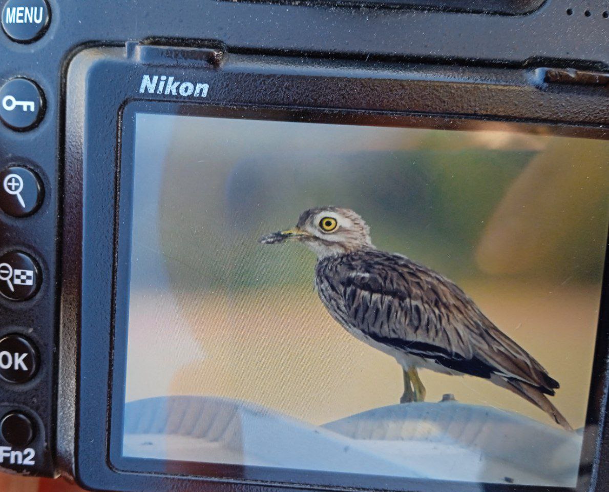 Mega news from Israel: Senegal Thick-knee in Maayan Zvi, found by Yonatan Gordon and Uri Laor. 3rd record for Israel! Photo by Yonatan (mine are much worse)
<a href="/_OSME/">OSME</a>